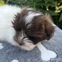 Havanese from Magee Havanese
