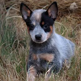 - Girl 3 - Blue female Australian Cattle Dog puppy in Kaufman, Texas from Emberwick Ranch