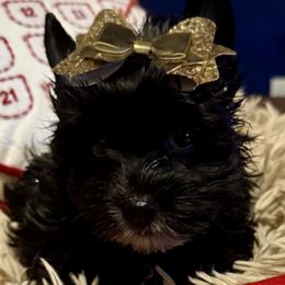 Angel - Parti female Yorkshire Terrier puppy in Tangipahoa County, Louisiana from Riche’ Louisiana Yorkies