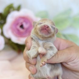 AKC Lavender & Tan Merle - Lavender male Pomeranian puppy in Sacramento, California from My Precious Poms