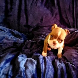 Boston Terrier Puppies from The Christian Bostons