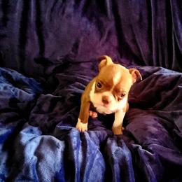 Boston Terrier Puppies from The Christian Bostons