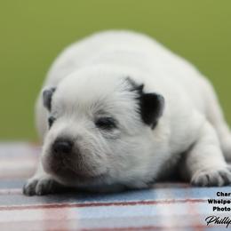 Charlie Boy - Blue male Australian Cattle Dog puppy in Point, Texas from Lakylu Kennels