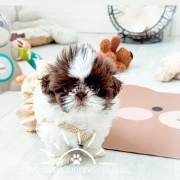 Shih Tzu Puppies from Arizona Sunrise Shih Tzus
