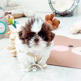 Shih Tzu Puppies from Arizona Sunrise Shih Tzus