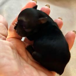 Arrow - Chocolate blue male Chihuahua puppy in Tecumseh, Oklahoma from Callie’s Happy Chihuahuas, Callie’s Happy Treasures LLC