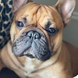 French Bulldog Puppies from Legend French Bulldogs