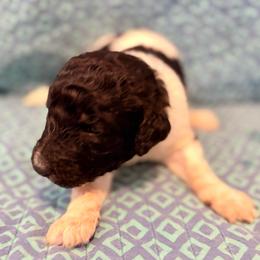 Milo - Parti male Poodle puppy in Meadowbrook, California from Standard Poodle Pups
