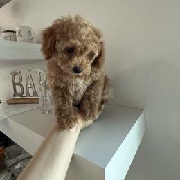 Angel - Apricot male Poodle puppy in Hernando Beach, Florida from Minipupps