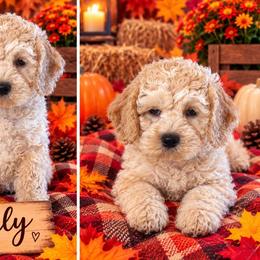 Emily - Cream female Cockapoo puppy in Holton, Indiana from MoonShine Babies / OZ