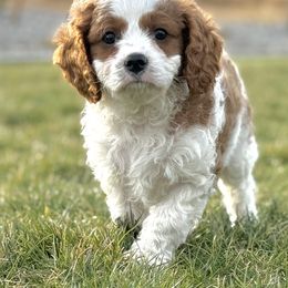 Thyme - Blenheim male Cavapoo puppy in Kennewick, Washington from The Little Park Farm
