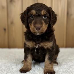 Sandy - Phantom female Poodle puppy in Washington, Pennsylvania from Patriotic Poodles