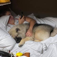 Keeshond Puppies from Peregrine Keeshond