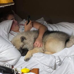 Keeshond Puppies from Peregrine Keeshond