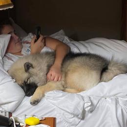 Keeshond Puppies from Peregrine Keeshond