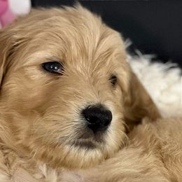 Girl 2- Venus - Apricot Goldendoodle puppy in Douglasville, Georgia from Poodles & Doodles by Design