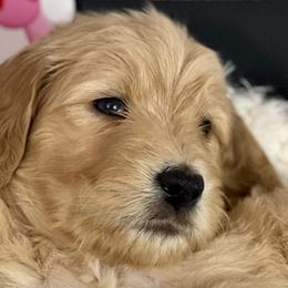 Girl 2- Venus - Apricot Goldendoodle puppy in Douglasville, Georgia from Poodles & Doodles by Design