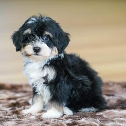 Forrest - Tri-color male Bernedoodle puppy in Dundee, Ohio from Down Home Doodle