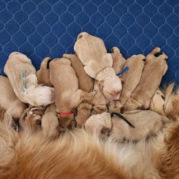 Red girl - Dark golden female Golden Retriever puppy in Post Falls, Idaho from River Heights Golden Retrievers