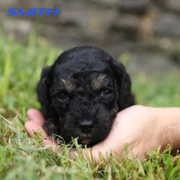 Smith - Black and tan male Cockapoo puppy in Canastota, New York from Silver City Cockapoos