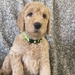 Twizzler - Cream Labradoodle puppy in Raleigh, North Carolina from Denalibear Doodles