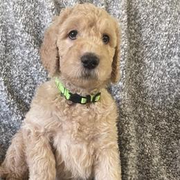 Twizzler - Cream Labradoodle puppy in Raleigh, North Carolina from Denalibear Doodles