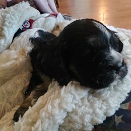 Cocker Spaniel Puppies from Hartwell Cocker Spaniel Kennel