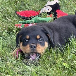 Girl 1 - Black and mahogany female Rottweiler puppy in Burlington, Kentucky from vom Blaurasen Rottweilers