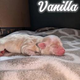 Vanilla - Cream female Havanese puppy in Moulton, Alabama from LaBeouf Havanese’s