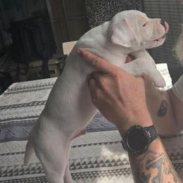 Charlie - White and brown male American Bulldog puppy in Abita Springs, Louisiana from Slumski's Bulldogs