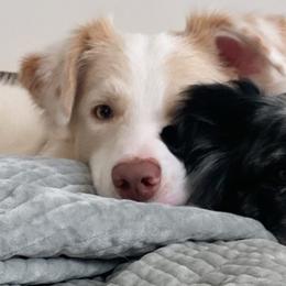 Border Collies from Mulligan Farm Border Collies