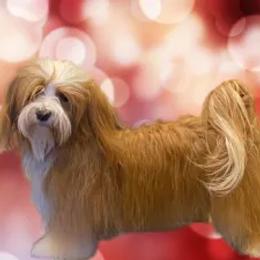 Maeli - Havanese