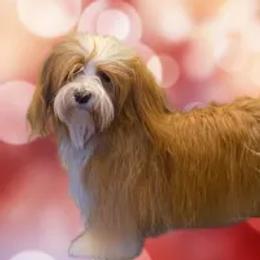 Maeli - Havanese