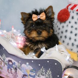 Brinley - Black and gold female Yorkshire Terrier puppy in Daleville, Indiana from Monarch Yorkshire Terriers