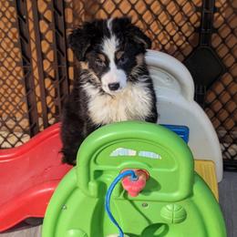 Girl 1 - Black female Australian Shepherd puppy in Medina, Ohio from Brewedstone Australian Shepherds