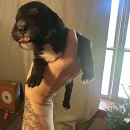 Pick 2 - female Golden Mountain Dog puppy in Montrose, Michigan from Spraggins Sweet Acres