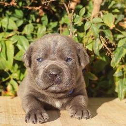 Blue collar male - Gray male Cane Corso puppy in Caliente, California from Rafter Cross 7
