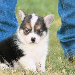 Girl 1 - Black and white female American Corgi puppy in Clovis, New Mexico from Sweet & Salty Cowdogs