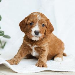 Mabel - Red female Cavapoo puppy in Atglen, Pennsylvania from Smokey Hollow Puppies