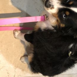 Floof - Miniature American Shepherd