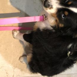 Floof - Miniature American Shepherd