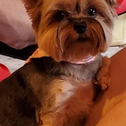 Yorkshire Terriers from Brenda Bone's Yorkshire Terriers