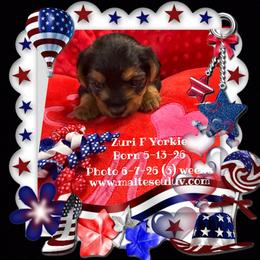 Boston Terrier, Maltese, Morkie, and Yorkshire Terrier Puppies from Malteseuluv’s Tiny Treasurers