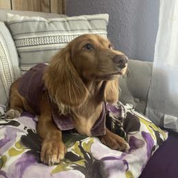 Mocha - Dachshund