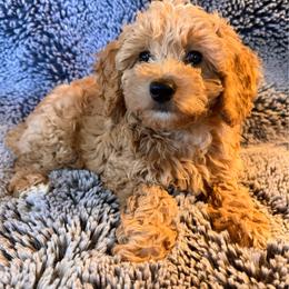 Boy 2 'Chevy' - Apricot male Goldendoodle puppy in Kearneysville, West Virginia from Daydreamer