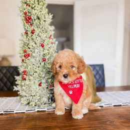 Noel - Red  male Goldendoodle puppy in Hopkins County, Texas from Boutique Doodles