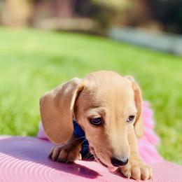 Dachshund Puppies from Northwest Dachshunds