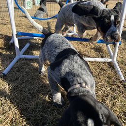 Bluetick Coonhound Puppies from The Boneyard Country Kennels