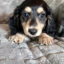 Krazy Acre Snoopy - Black and cream male Dachshund puppy in Willow Springs, Missouri from Krazy Acre Farm