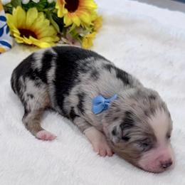 Blue collar - Blue merle male Aussiedoodle puppy in 32046, Florida from River Hill Ranch
